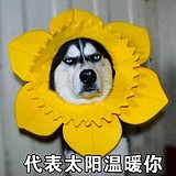 王珍妮JENNY的头像
