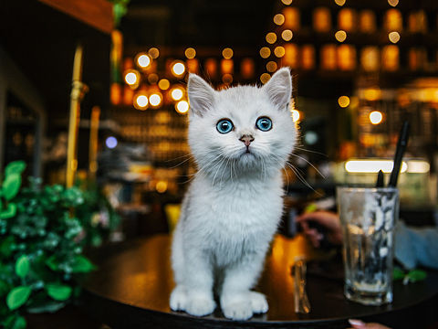 宠物摄影-可爱猫咪