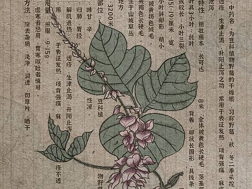 中草药纯手绘+板绘-葛根