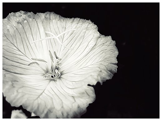 snapseed調(diào)黑白（個人主頁-ZMzE5MTcxMDA=） - 風光攝影 - 站酷設(shè)計師shine4d大飛原創(chuàng)素材 - 站酷ZCOOL