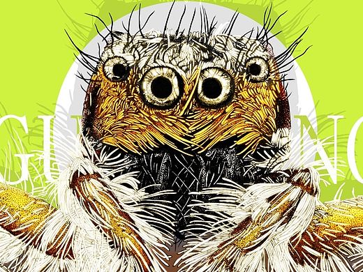 蜘蛛（蟲6)（個人主頁-ZOTE2MTc1Ng==） - 新銳潮流插畫 - 站酷設計師VEN一皿原創(chuàng)素材 - 站酷ZCOOL