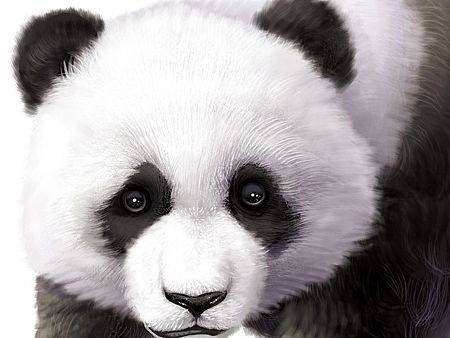 找到一只大熊猫 毛多多