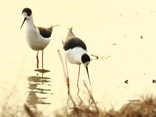 那些鸟-天津滨海新区汉沽观鸟