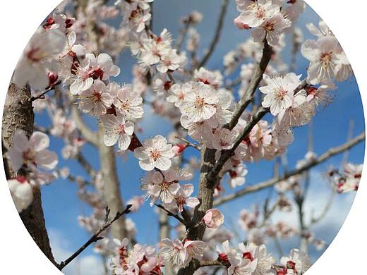 盛开的桃花（个人主页-ZMjExNTM1ODg=） - 风光摄影 - 站酷设计师志洁行芳原创素材 - 站酷ZCOOL