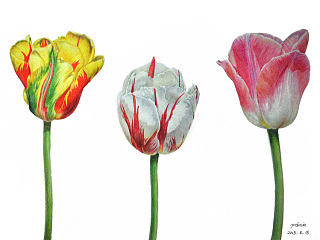 郁金香 彩铅