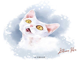 第一次来，发个厚涂的德文卷毛猫～