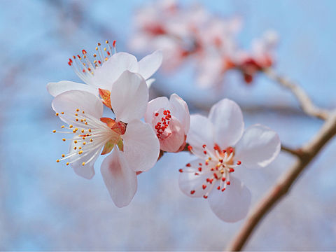 春游（個人主頁-ZMzUwNTQ1Njg=） - 產(chǎn)品攝影 - 站酷設(shè)計師芝慕集原創(chuàng)素材 - 站酷ZCOOL