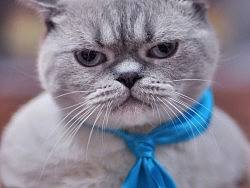 小怪和他的朋友們