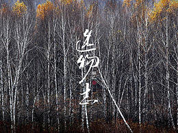 盘子艺术