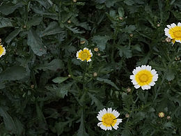 柚子花