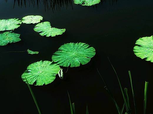 荷塘（个人主页-ZMjMzNTgwMzI=） - 风光摄影 - 站酷设计师源起原创素材 - 站酷ZCOOL