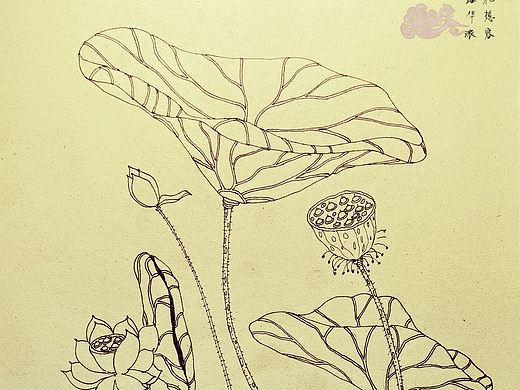 荷花