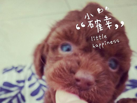 每天日常（个人主页-ZMTM3MjEwMjA=） - 宠物摄影 - 站酷设计师Nicsong原创素材 - 站酷ZCOOL