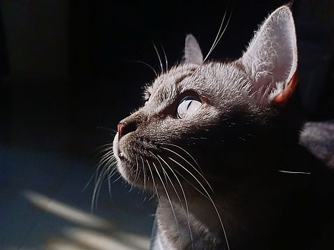 猫.咖啡（个人主页-ZNTU2Nzc0NDQ=） - 宠物摄影 - 站酷设计师ZQang嫱原创素材 - 站酷ZCOOL