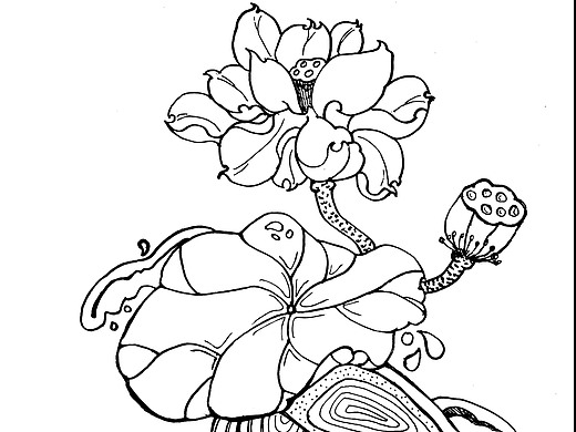 黑白钢笔线条画装饰题材水中荷花插画作品