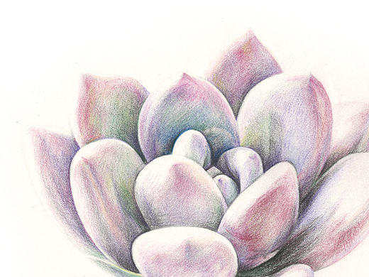 彩铅-多肉之冬美人