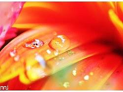 濕漉漉的菊花!!