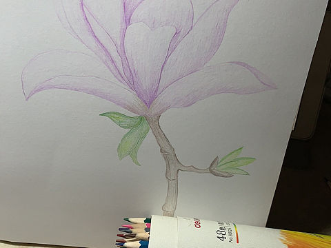 彩铅画-玉兰花
