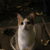 J是嘉尔的Jackie的头像
