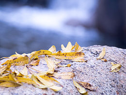 長(zhǎng)安的秋