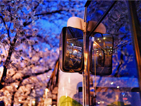 南浦大桥公交枢纽夜樱