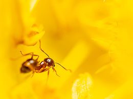 微观世界-今天在家抓了个壮丁