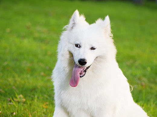 萨摩耶提莫-运河外景
