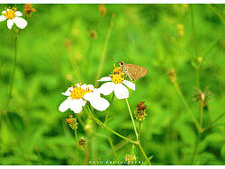 草丛中的小精灵