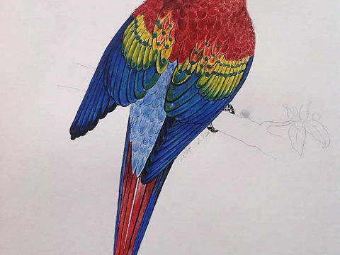 手绘（个人主页-ZMjYxNjc4NTI=） - 创作习作 - 站酷设计师LevenLu原创素材 - 站酷ZCOOL