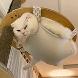 凉了个夏的头像