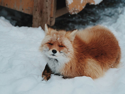 赤狐（个人主页-ZNDg2NTQ0MTY=） - 宠物摄影 - 站酷设计师狐绥Hanae原创素材 - 站酷ZCOOL