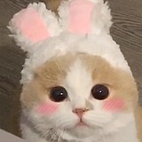 菜嘻嘻的头像