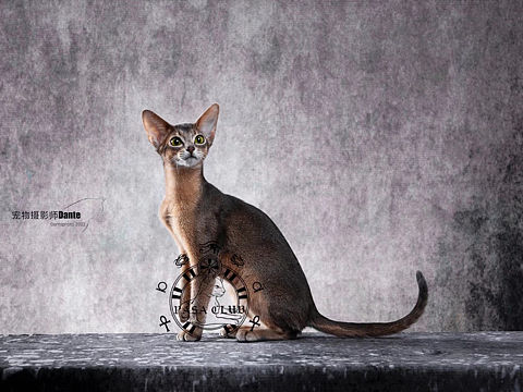 Dante宠物摄影阿比西尼亚猫