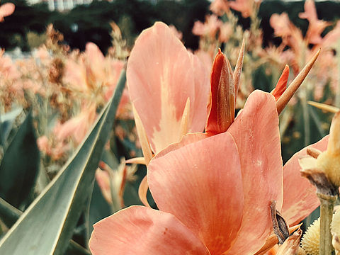 手机摄影 | 今日花草