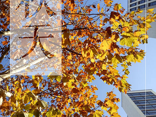 北方校园的秋天