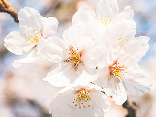 日出+樱花