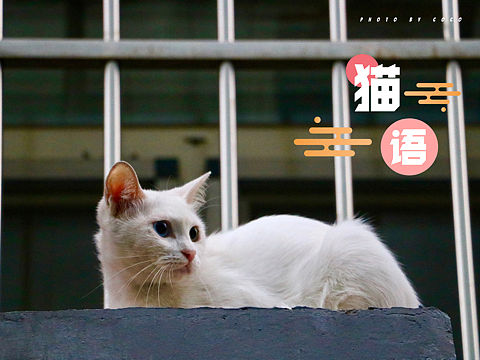 猫语（个人主页-ZMzc2MjU2MzI=） - 宠物摄影 - 站酷设计师行走的口袋原创素材 - 站酷ZCOOL