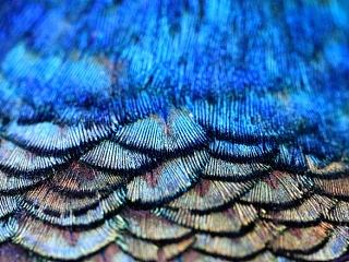 羽（個(gè)人主頁(yè)-ZNzIxODIxMg==） - 風(fēng)光攝影 - 站酷設(shè)計(jì)師Logic333原創(chuàng)素材 - 站酷ZCOOL