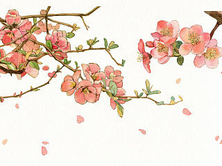 手绘花卉系列——《花草志Ⅲ》