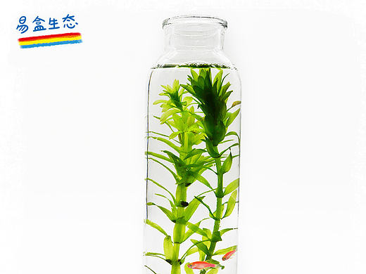 生态瓶详情页