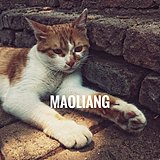 猫良摄影工作室的头像