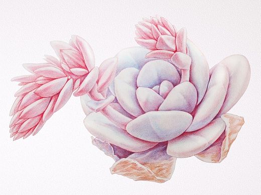 鸩山原创——手绘多肉植物——《雪莲》