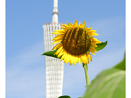 夏日