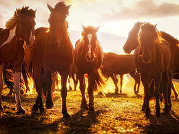 风景+动物+日常
