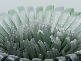 C4D
