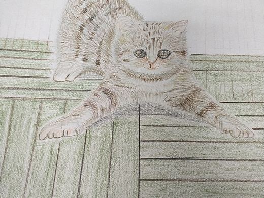 猫咪彩铅画