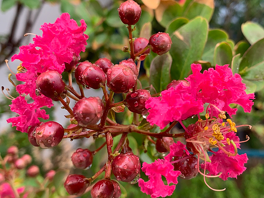 又见紫薇花开（个人主页-ZNjA3NTU5NjQ=） - 风光摄影 - 站酷设计师高胖胖子来啦原创素材 - 站酷ZCOOL