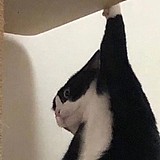 MaxineZzz的头像