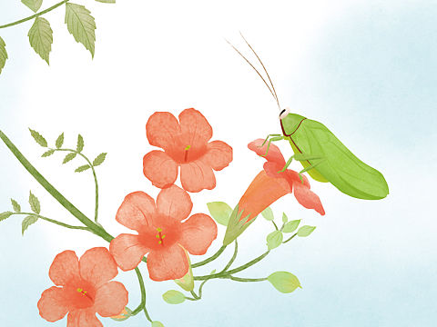昆虫与植物二