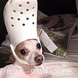 脱发的鲨鱼的头像